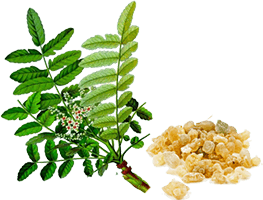 Flexosamine - cena w aptece, na allegro. Ile kosztuje Strona producenta
